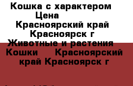 Кошка с характером › Цена ­ 2 700 - Красноярский край, Красноярск г. Животные и растения » Кошки   . Красноярский край,Красноярск г.